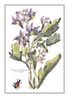 Botanical 266