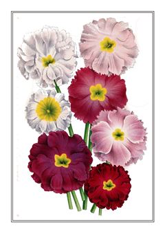 Botanical 026