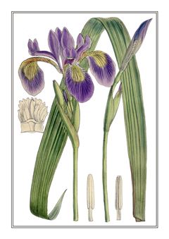 Botanical 290