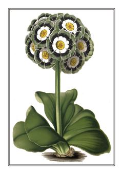 Botanical 294