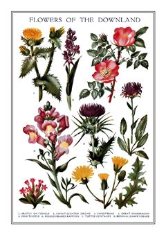Botanical 296