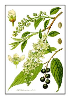 Botanical 297