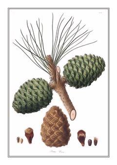 Botanical 300