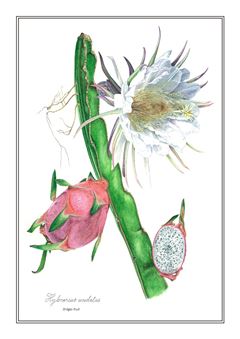 Botanical 304
