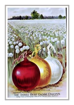 Vegetable Seed Catalogue 001
