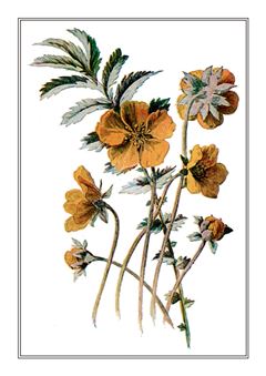 Botanical 307