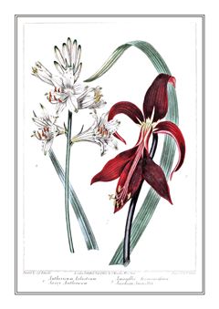 Botanical 309
