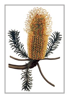 Botanical 310