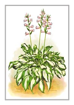 Botanical 313