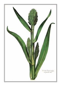 Botanical 314