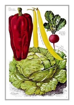 Vegetable Seed Catalogue 002