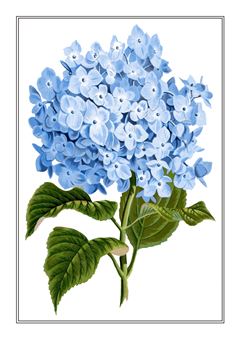 Botanical 030