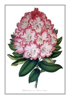 Botanical 032