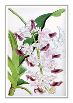 Botanical 033