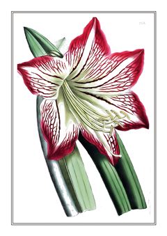 Botanical 035