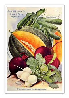 Vegetable Seed Catalogue 007