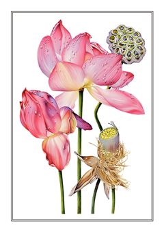 Botanical 036