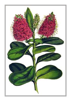 Botanical 038