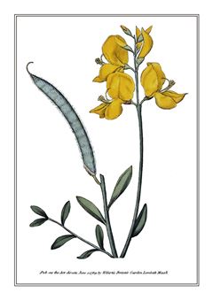 Botanical 041