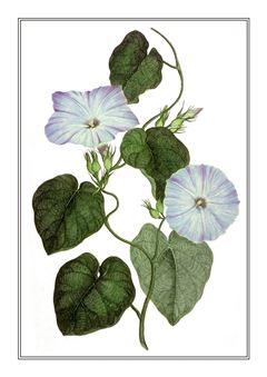 Botanical 042