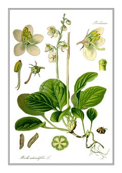 Botanical 044