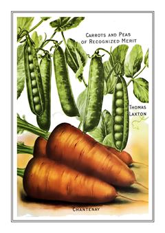 Vegetable Seed Catalogue 015