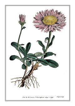 Botanical 048