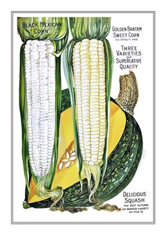 Vegetable Seed Catalogue 018