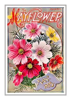 Flower Catalogue 057