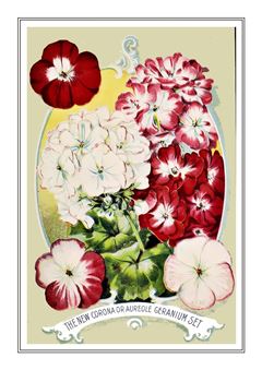 Flower Catalogue 061