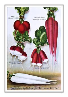 Vegetable Seed Catalogue 023