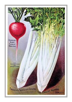 Vegetable Seed Catalogue 024