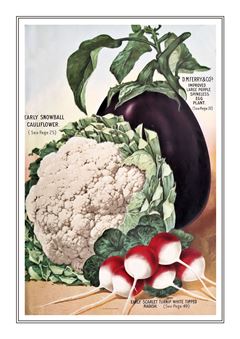 Vegetable Seed Catalogue 027