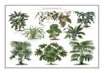 Botanical 074