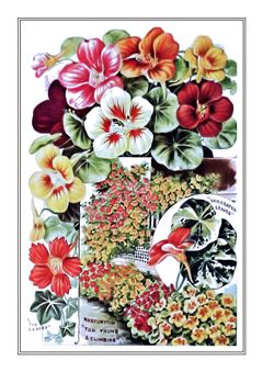 Flower Catalogue 092