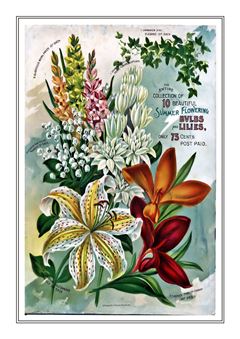 Flower Catalogue 094